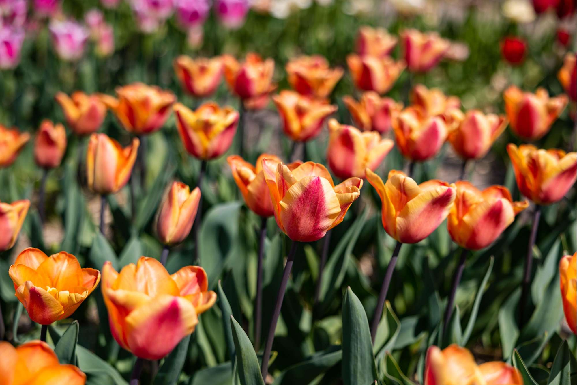 Tulpe 'Apricot Foxx'